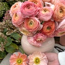 Ranonkels Elegance Salmone