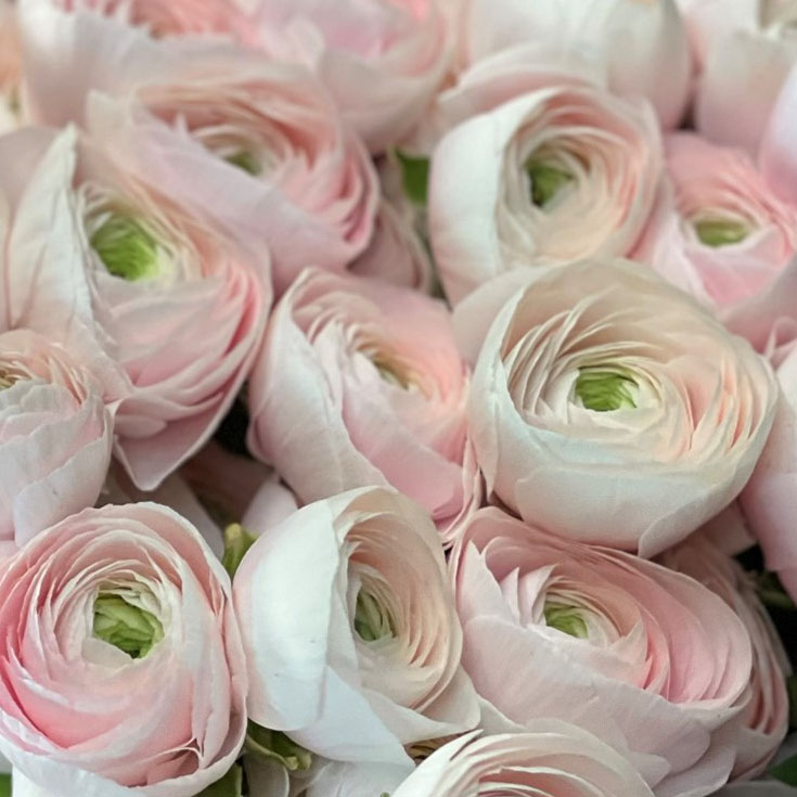 Ranonkels Cloni Succes Hanoi