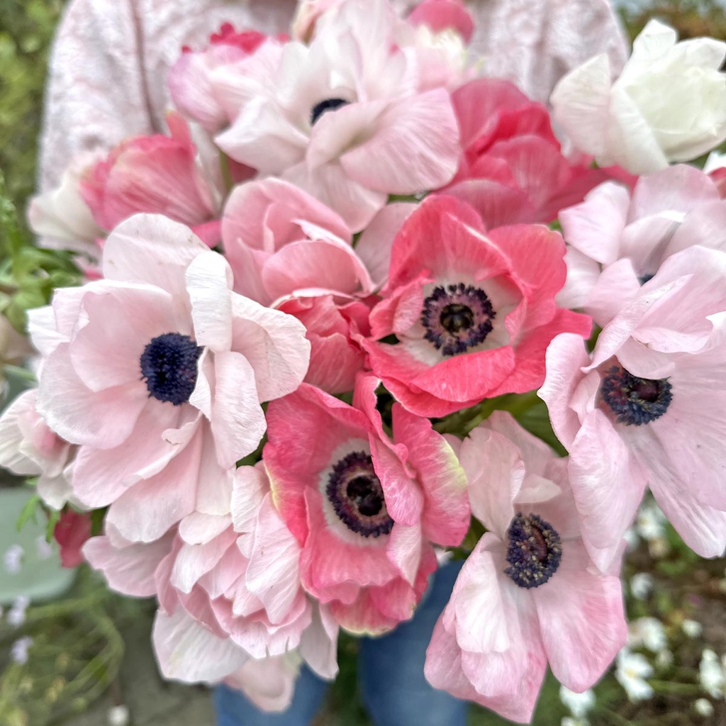 Anemone Mistral Rosa Chiaro