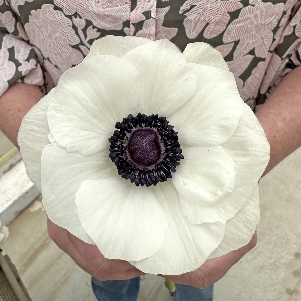 Anemone Mistral Plus Panda Bianco