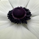 Anemone Mistral Plus Panda Bianco
