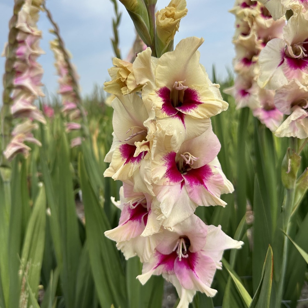 Gladiool Amber Mistique