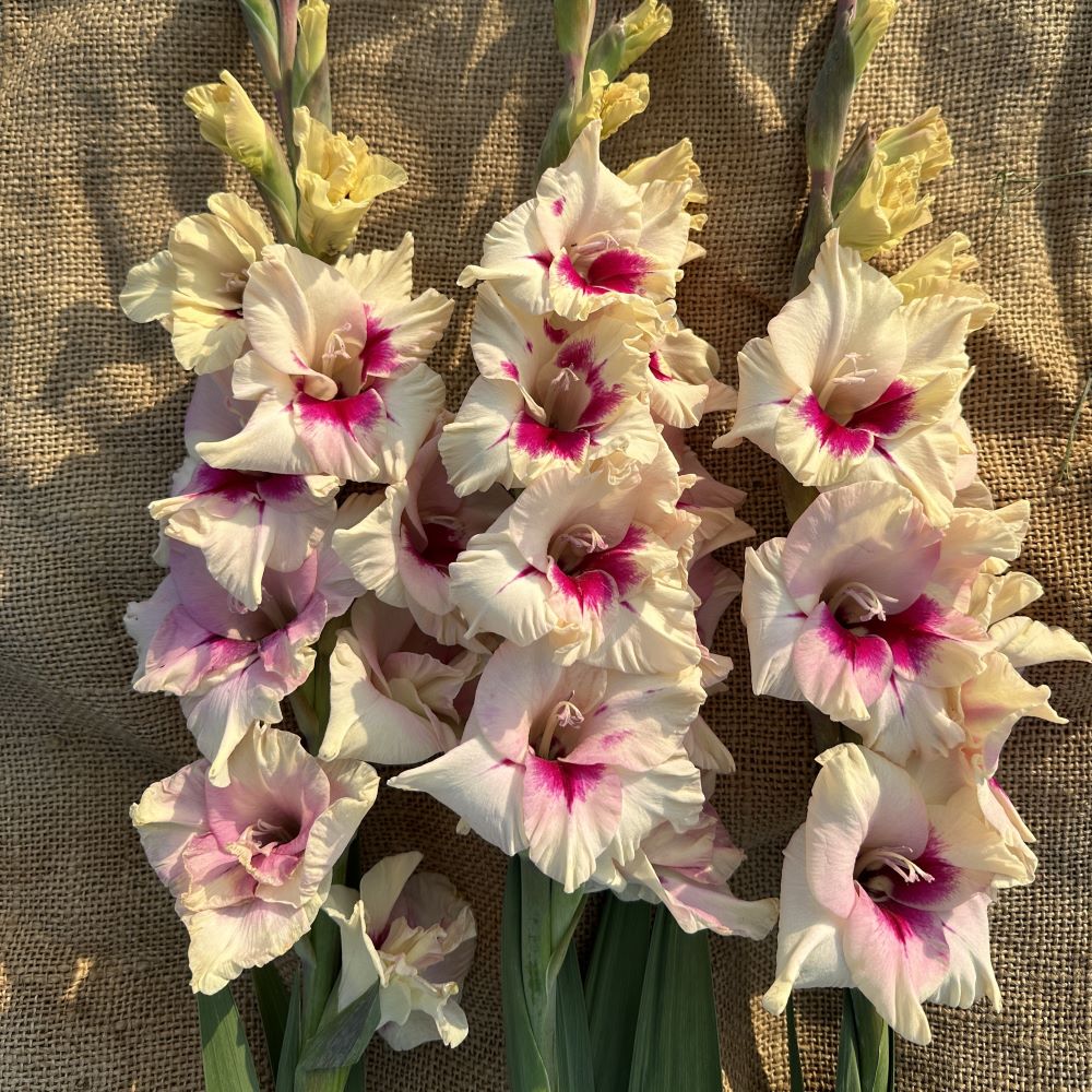 Gladiool Amber Mistique