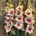 Gladiool Amber Mistique