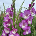 Gladiool Anouk