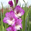 Gladiool Anouk