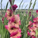 Gladiool Apricot Bubblegum