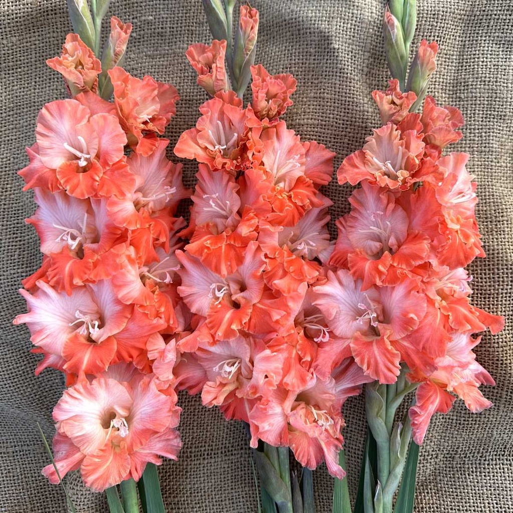 Gladiool Coral Crush
