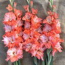 Gladiool Coral Crush