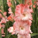 Gladiool Dolce Vita