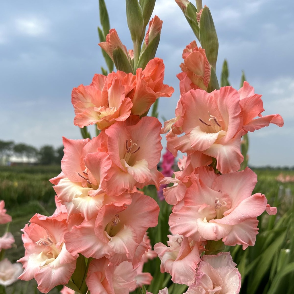 Gladiool Dolce Vita