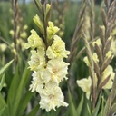 Gladiool Dreamy Creamy