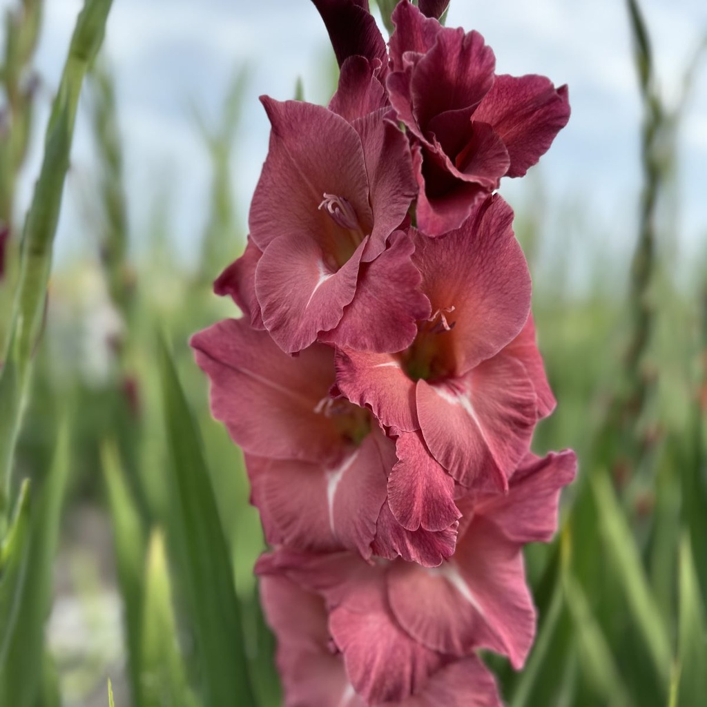 Gladiool Indian Summer