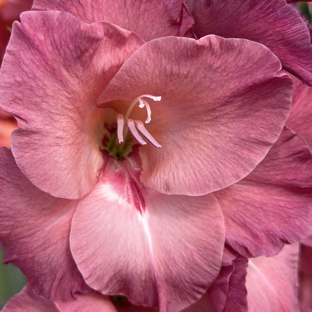 Gladiool Indian Summer