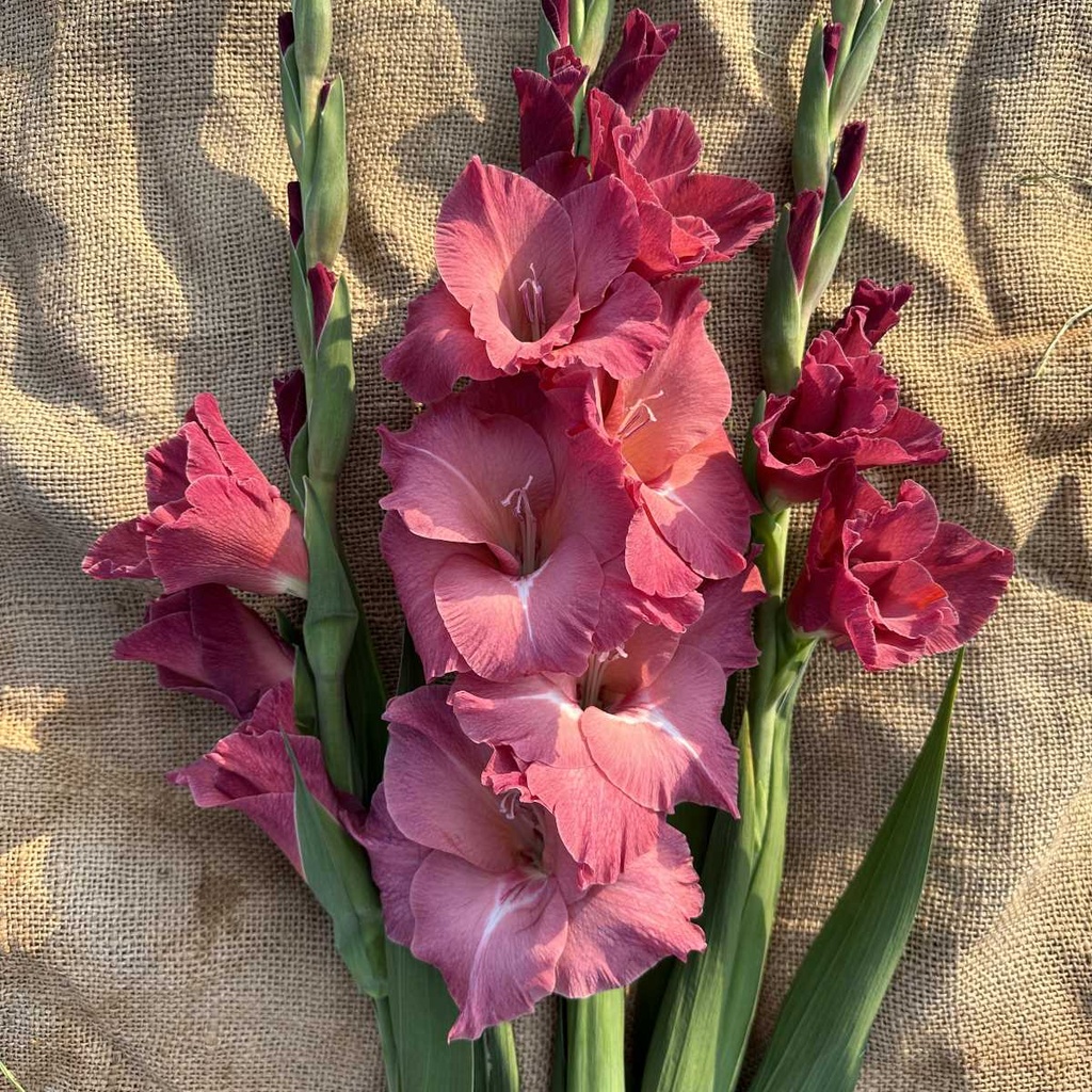 Gladiool Indian Summer