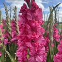 Gladiool Kingston Ruffle