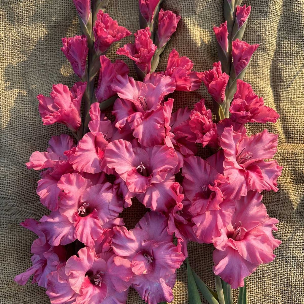 Gladiool Kingston Ruffle