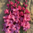 Gladiool Kingston Ruffle