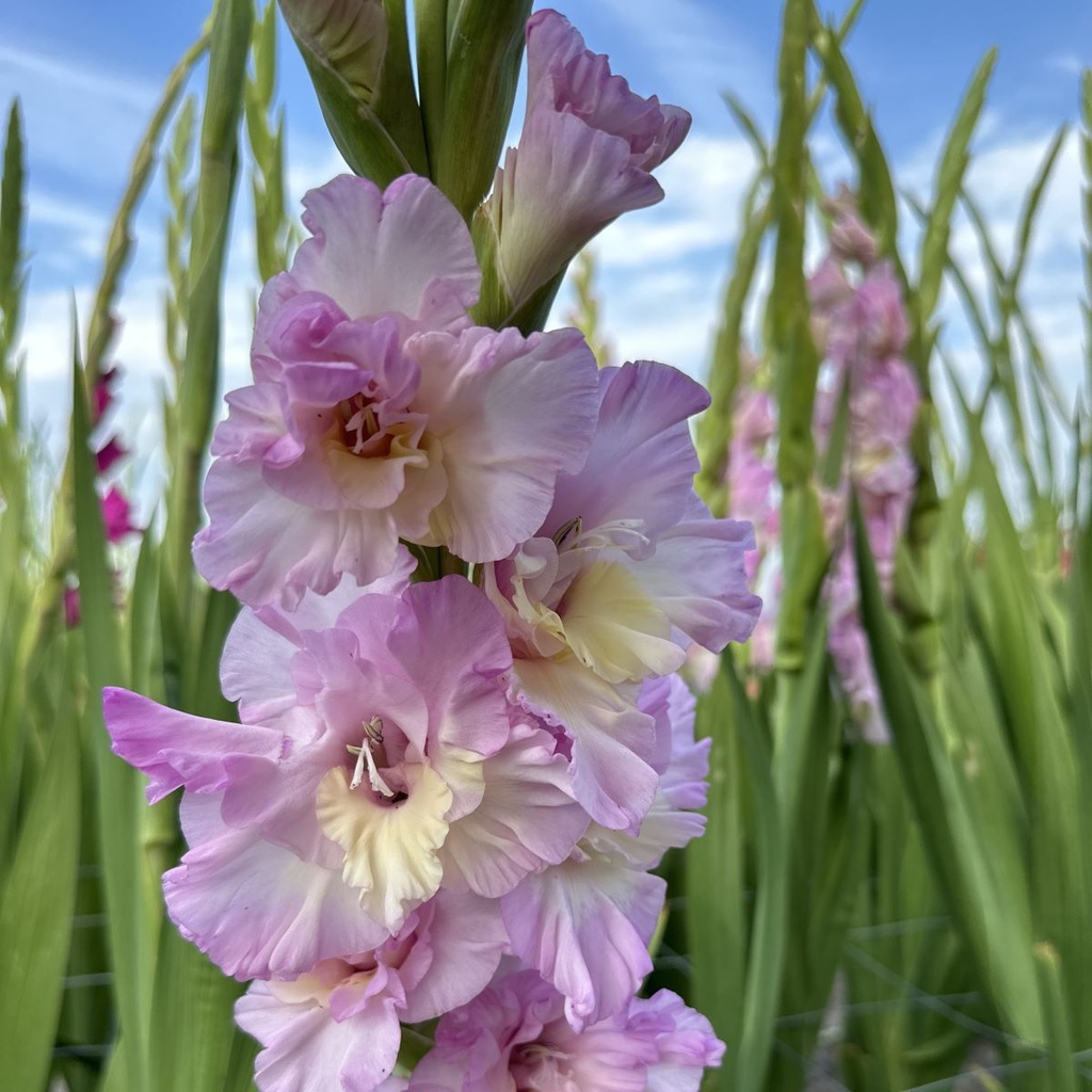 Gladiool Magenta Princess