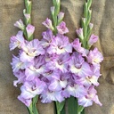 Gladiool Magenta Princess