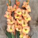 Gladiool Peche Melba