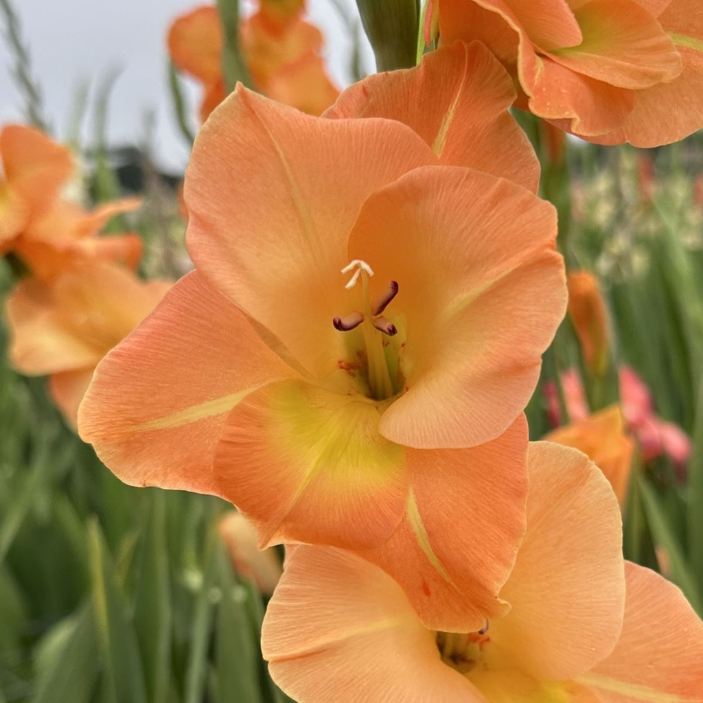 Gladiool Peche Melba