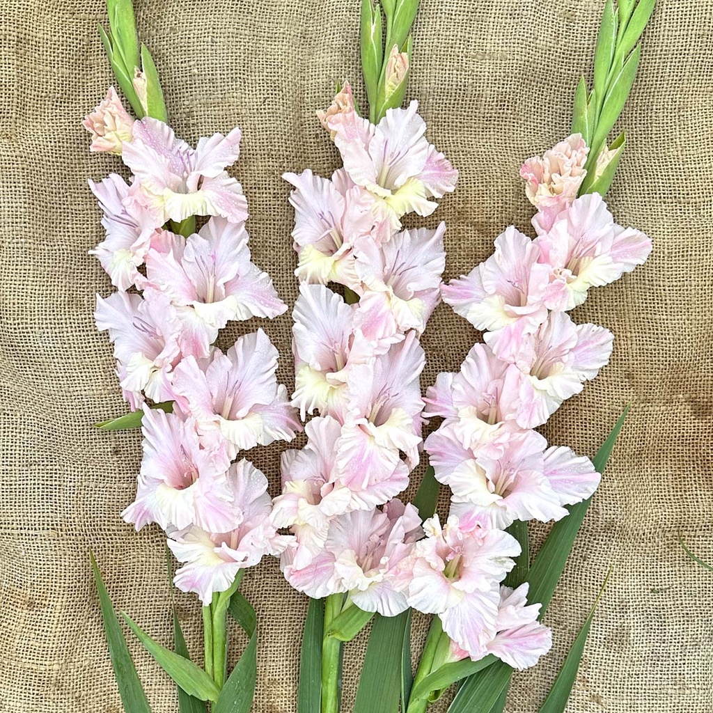 Gladiool Pink Lightning