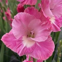 Gladiool Pink Parrot