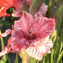 Gladiool Strawberry Swirl