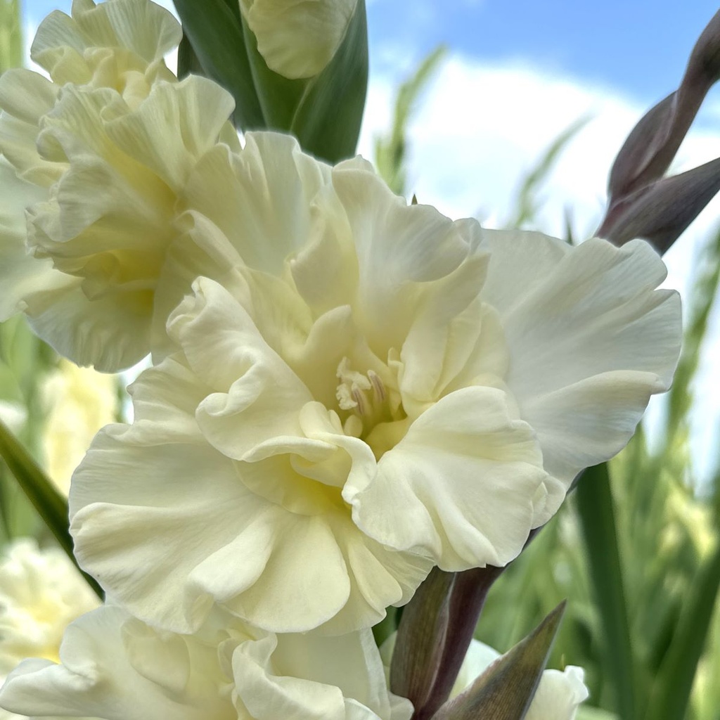 Gladiool Sweet Chrystal