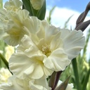 Gladiool Sweet Chrystal