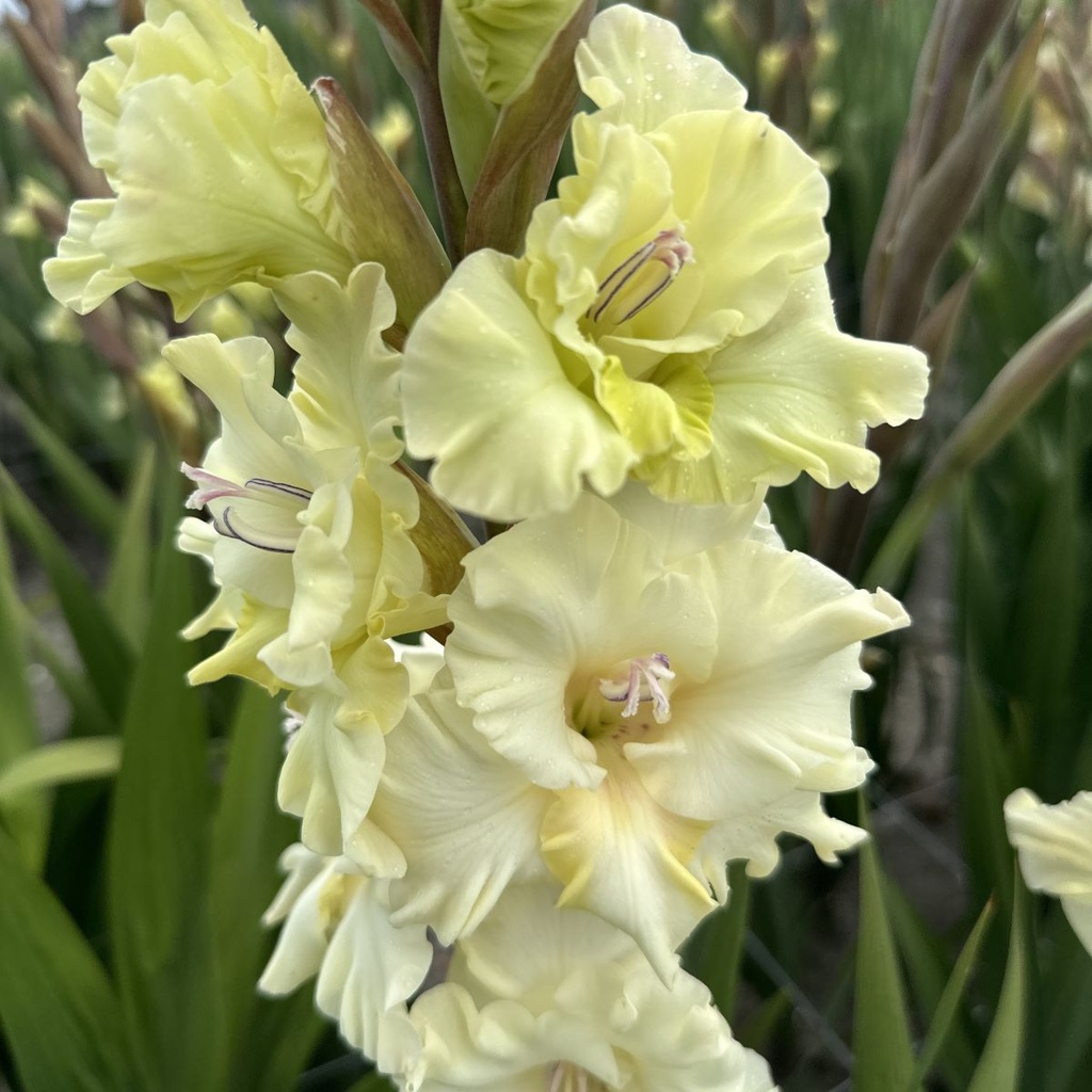 Gladiool Sweet Chrystal