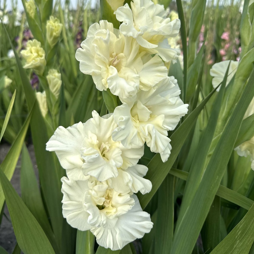 Gladiool Sweet Chrystal