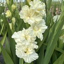 Gladiool Sweet Chrystal