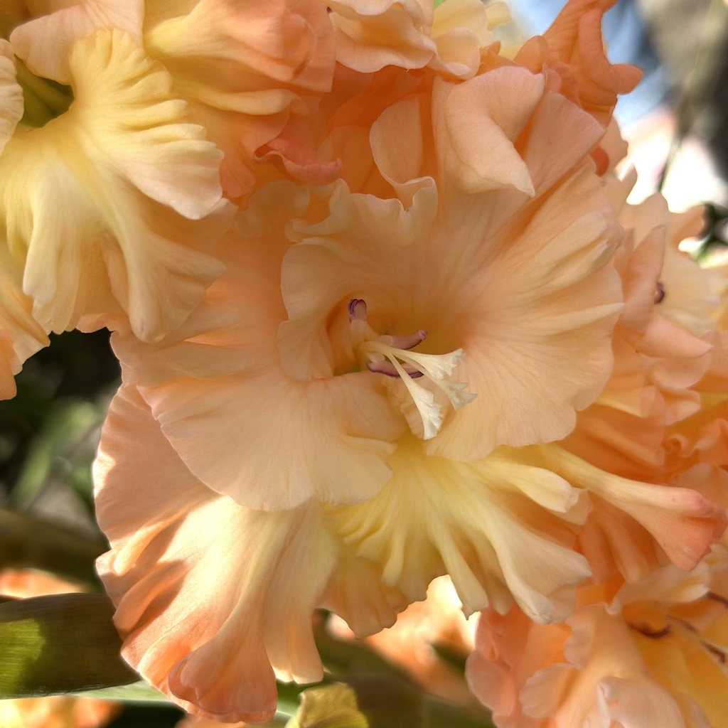 Gladiool The Great Queen Elizabeth