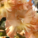 Gladiool The Great Queen Elizabeth