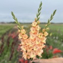 Gladiool The Great Queen Elizabeth