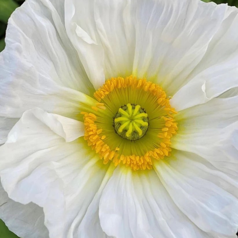 Icelandic Poppies Colibri Mix