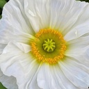Icelandic Poppies Colibri Mix