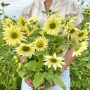 Healianthus Italian Green Heart