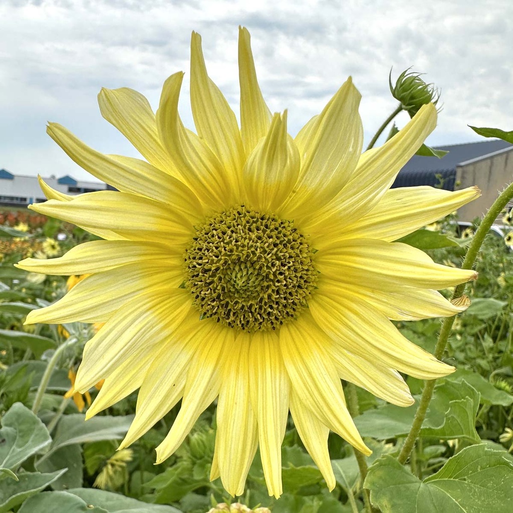 Healianthus Italian Green Heart