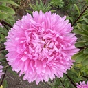 Aster King Size Pink