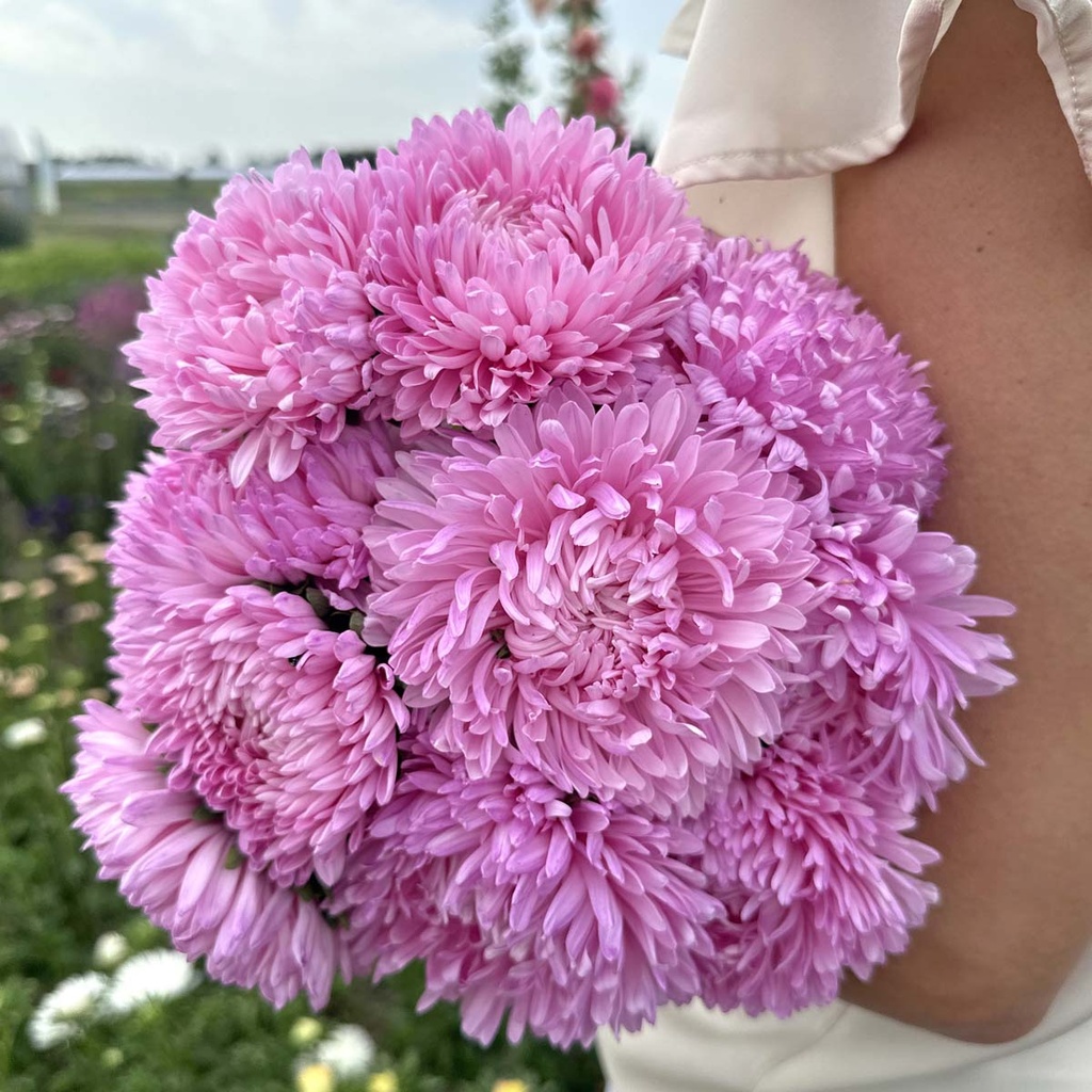 Aster King Size Pink
