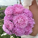 Aster King Size Pink