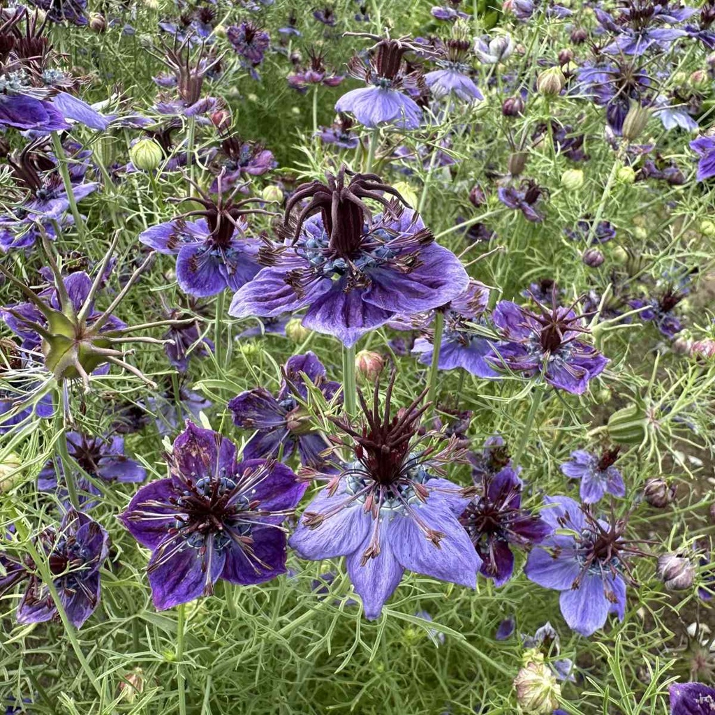 Nigella Midnight