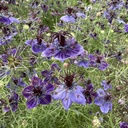 Nigella Midnight