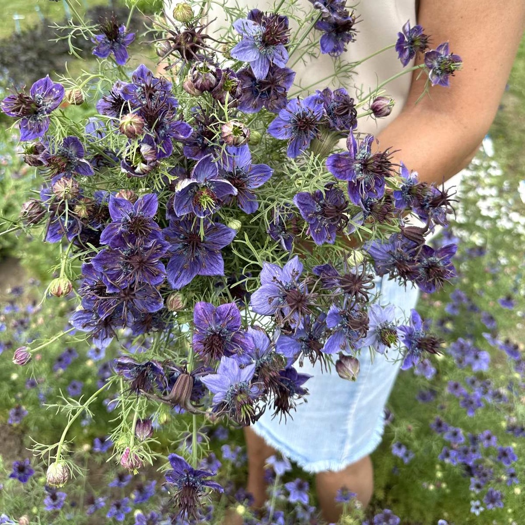 Nigella Midnight