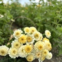 Zinnia Elegans Cresto! Cream