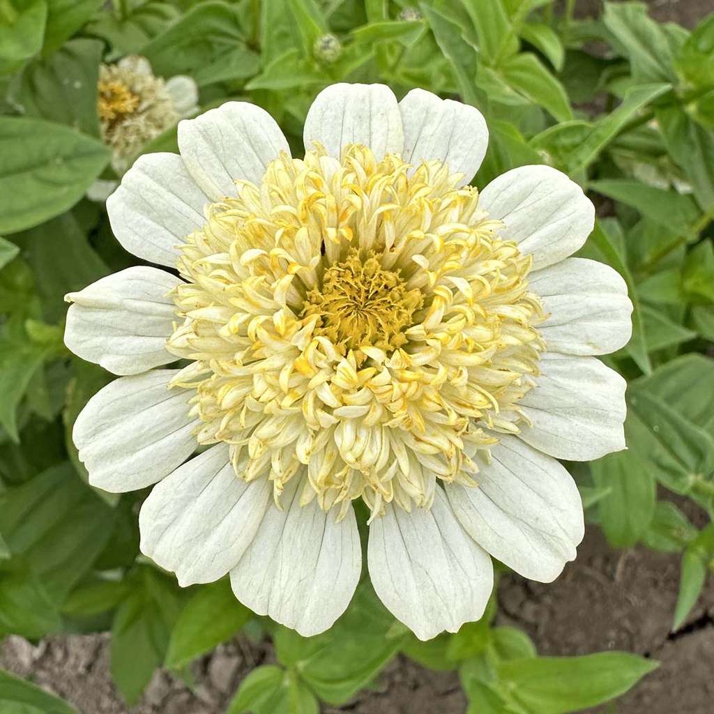 Zinnia Elegans Cresto! Cream