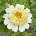 Zinnia Elegans Cresto! Cream